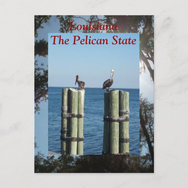 Louisiana Der Pelican-Staat Postkarte (Vorderseite)