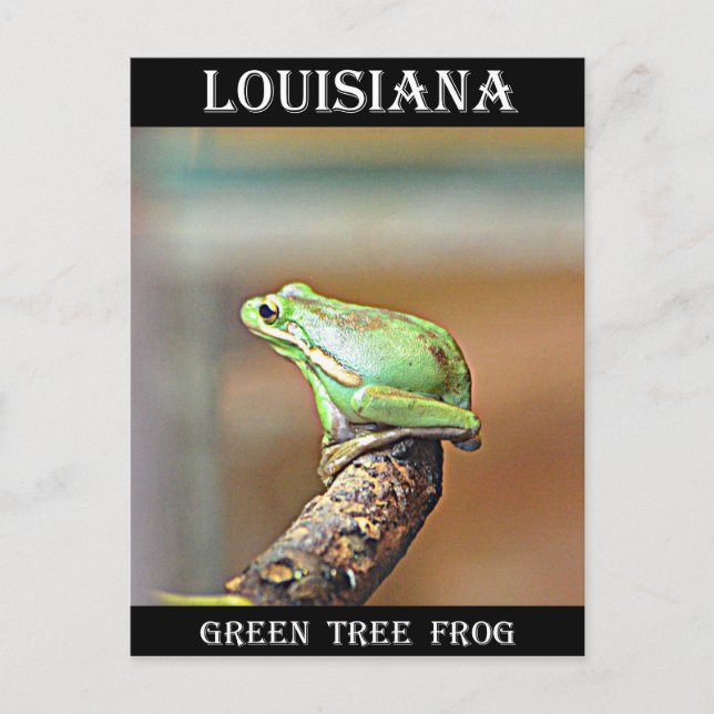 Louisiana Green Tree Frog Postkarte (Vorderseite)