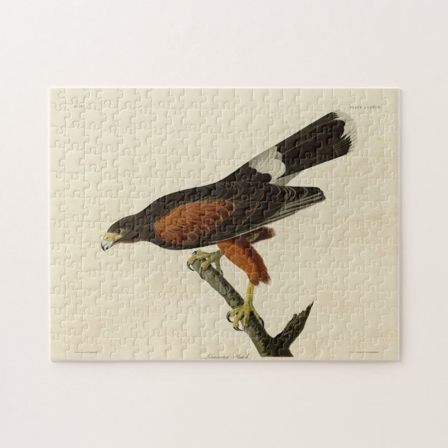 Louisiana (Harris's Hawk Audubon Birds of America (Horizontal)