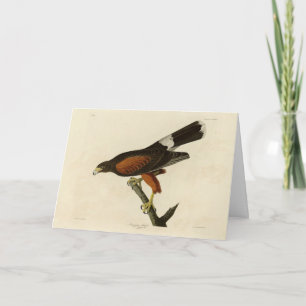 Louisiana (Harris's Hawk Audubon Birds of America Karte