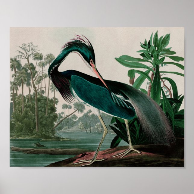 Louisiana Heron Birds of America Audubon Print Poster (Vorne)