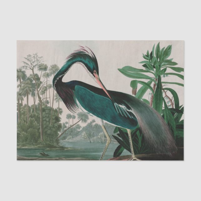 Louisiana Heron Birds of America Audubon Print Seidenpapier (Vorderseite)