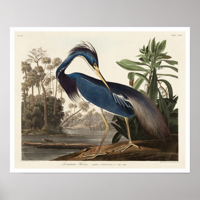 Louisiana Heron par Audubon Poster (Devant)