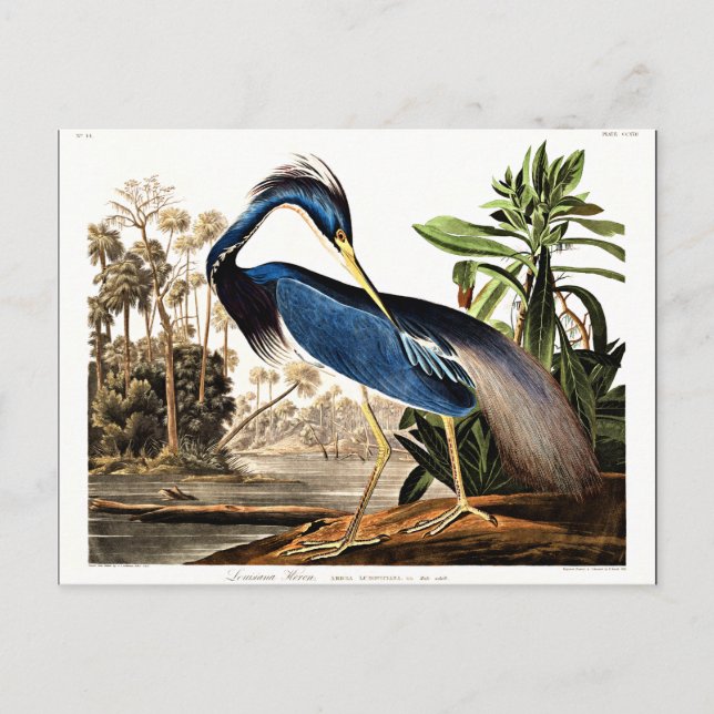 Louisiana Heron Postkarte (Vorderseite)