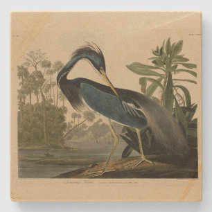 Louisiana Heron - von Audubons Vögeln Amerikas Steinuntersetzer