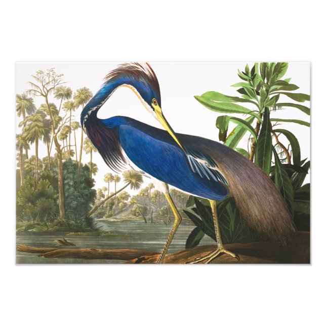 Louisiana Heron von John James Audubon Fotodruck (Vorne)