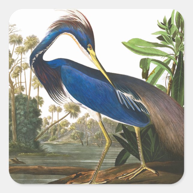 Louisiana Heron von John James Audubon Quadratischer Aufkleber (Vorderseite)