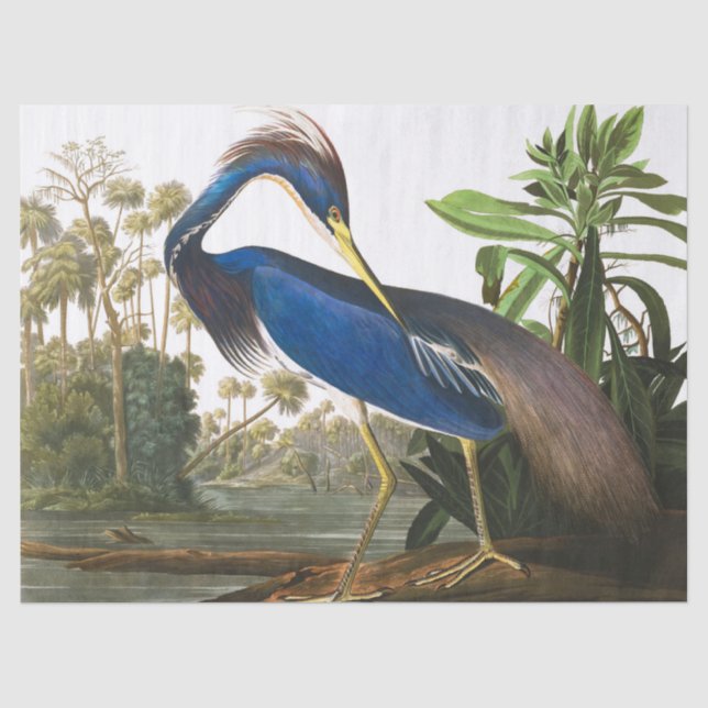 Louisiana Heron von John James Audubon Seidenpapier (Vorderseite)