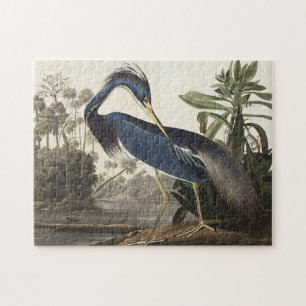 Louisiana Heron von Vögeln Amerikas