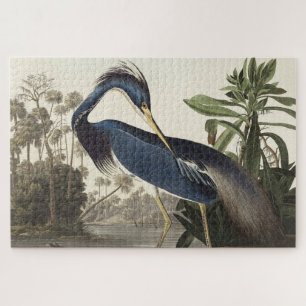 Louisiana Heron von Vögeln Amerikas