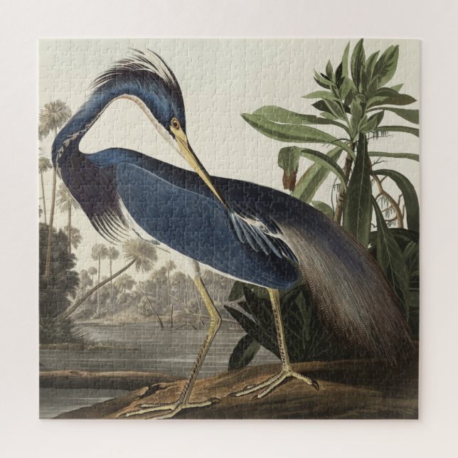 Louisiana Heron von Vögeln Amerikas (Vertikal)
