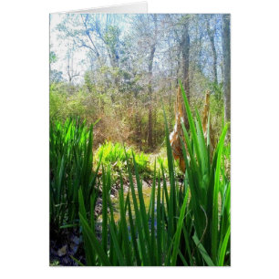 Louisiana Iris, Creek Side