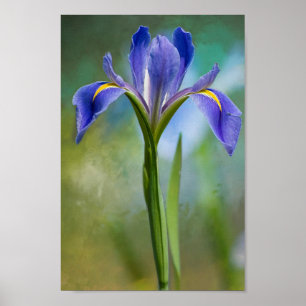 Louisiana-Iris-Plakat Poster