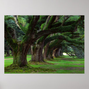 LOUISIANA LIVE OAK BÄUME POSTER