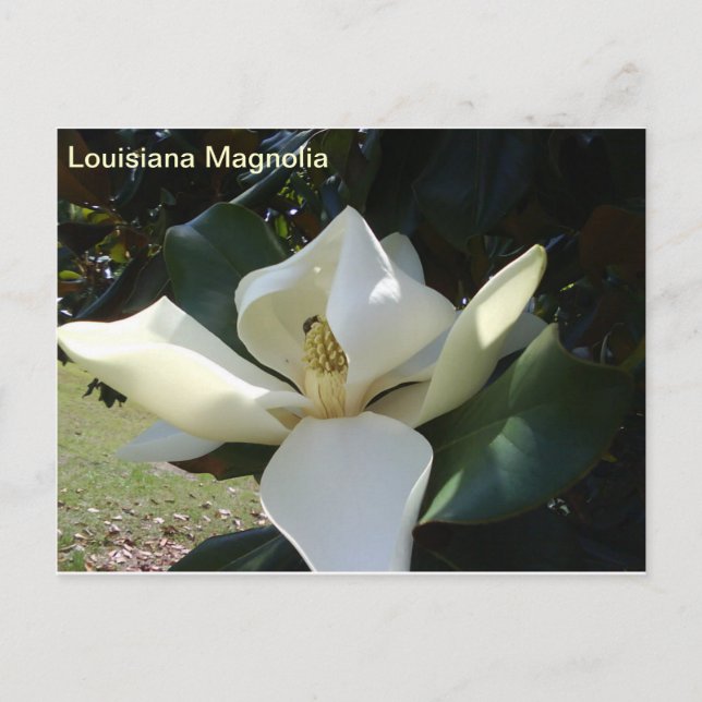 Louisiana Magnolia Postkarte (Vorderseite)