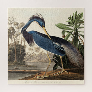 Louisiana-Reiher aus Birds of America