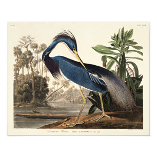 Louisiana-Reiher aus Birds of America Fotodruck
