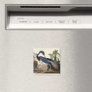 Louisiana-Reiher aus Birds of America Magnet