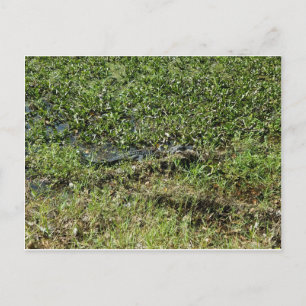 Louisiana Swamp Alligator in Jean Lafitte Postkarte