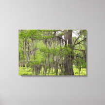 Louisiana Swamp Cypress