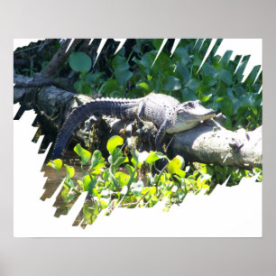 Louisiana Swamp Gator Hunter Poster
