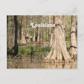 Louisiana Swamp Postkarte