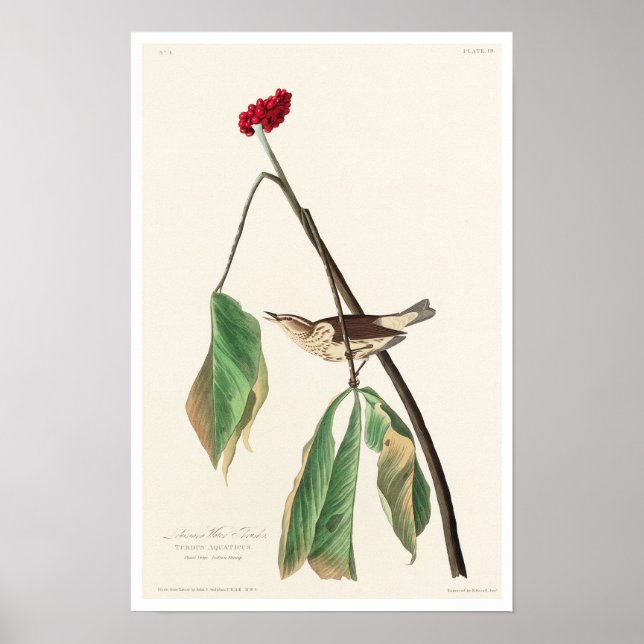 Louisiana Water Thrush par Audubon Poster (Devant)
