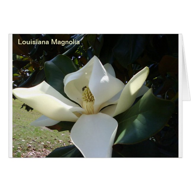 Louisiane Magnolia (Devant horizontal)