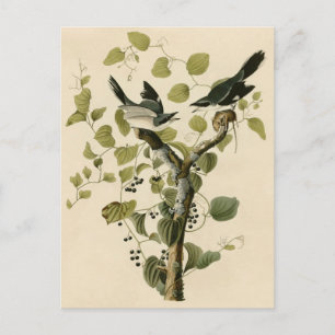 Louisiane-Würger von Audubon Postkarte