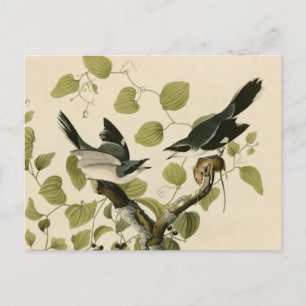 Louisiane-Würger von Audubon Postkarte
