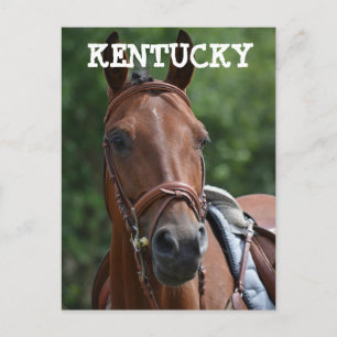 LOUISVILLE KENTUCKY RENNPFERD Postkarte
