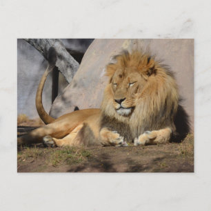 Lounges Löwe Postkarte