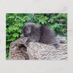 Lounges Porcupine Postkarte