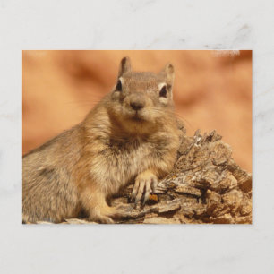 Lounging Chipmunk Postcard Postkarte
