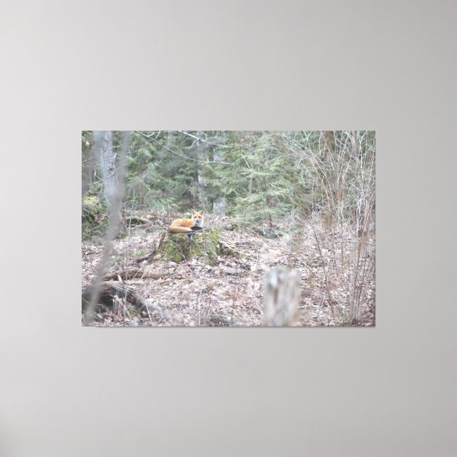 Lounging Fox Leinwanddruck (Vorderseite)