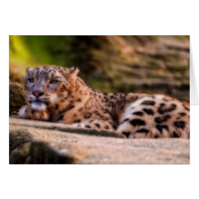 Lounging Leopard (Vorderseite (Horizontal))