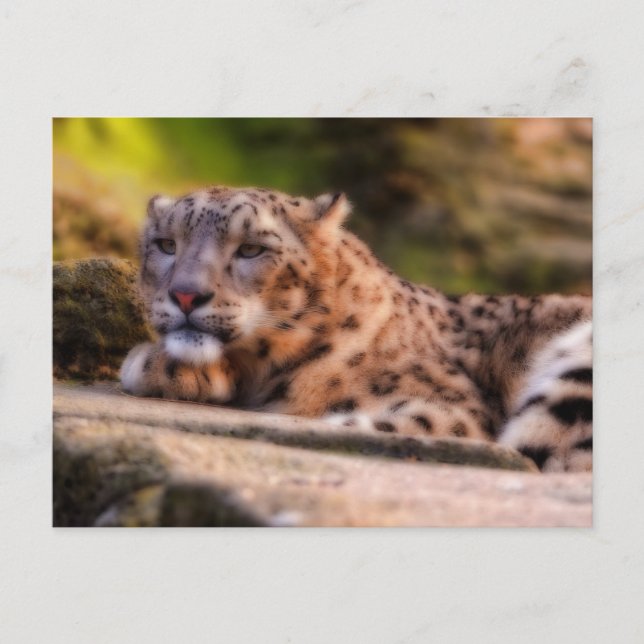 Lounging Leopard Postkarte (Vorderseite)