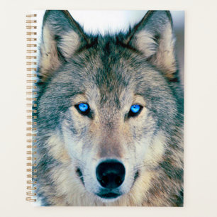 Loup
