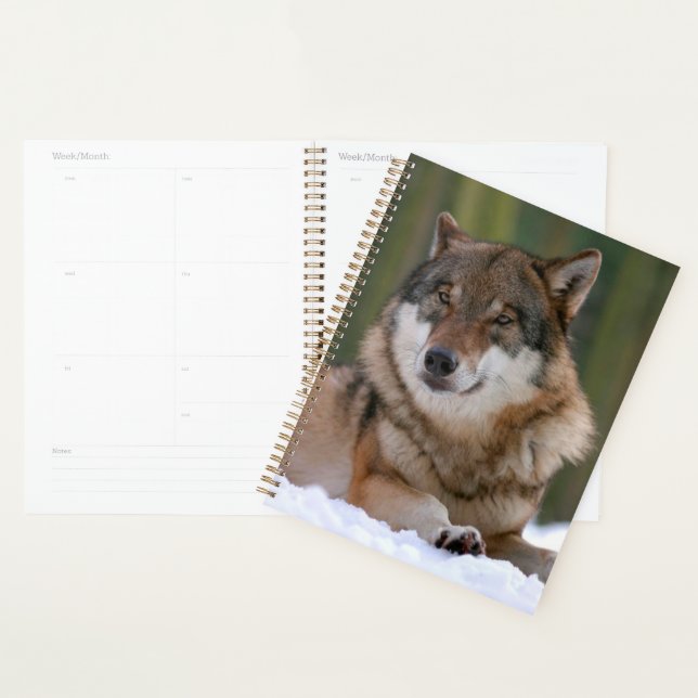 Loup (Devant avec enveloppe)