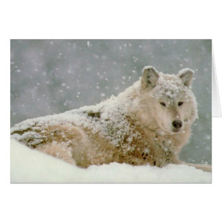 Loup à neiges