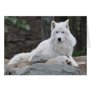 Loup arctique