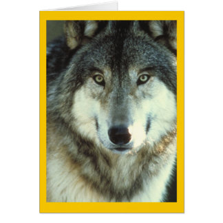 Loup de bois à partir de Junglewalk.com