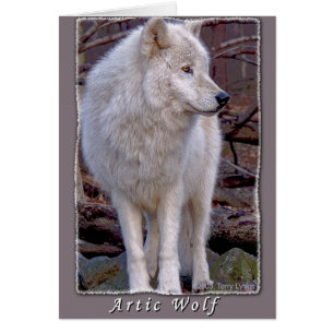 Loup de l'Arctique