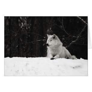 Loup de Neige
