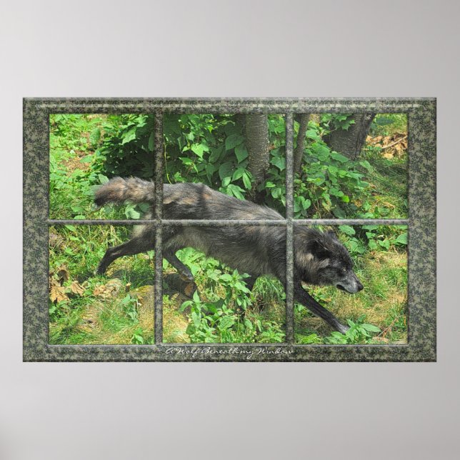 Loup Gris À Travers Une Fenêtre Affiche D'Art (Devant)