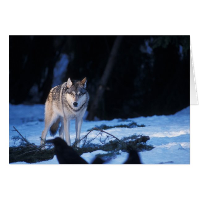loup gris, Canis lupus, dans les contreforts (Devant horizontal)