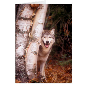 Loup gris derrière un arbre