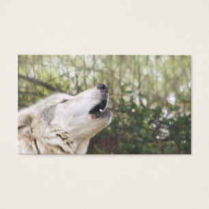 Loup gris d'hurlement