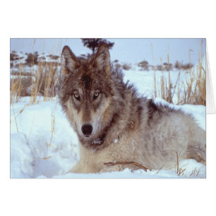 Loup gris en hiver