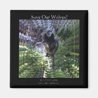 Loup Gris Sauvons Nos Loups ! Magnet